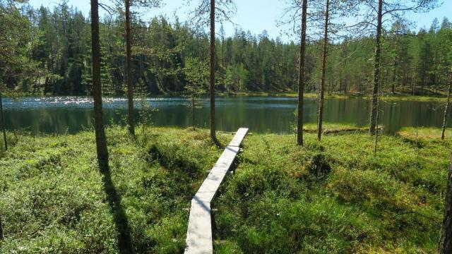 1932177941_Pikku-tervalampijaSyvrinlammenhyppyri12.8.2018031b.thumb.jpg.5bd78af4125a0cc6b8e02292702b2734.jpg