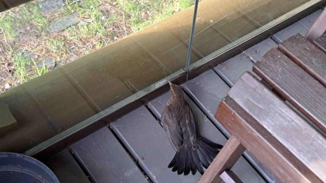 image.thumb.jpeg.ae0a9224e8a2074ab03be85769707eaf.jpeg