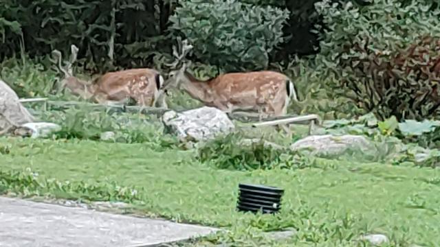 IMG_20240803_210534_hdr.jpg