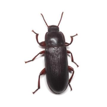 image.thumb.jpeg.2407746e1e35f0d0dc6dbb19ed503265.jpeg