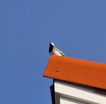 20250415_181343.jpg