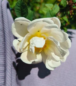 IMG_20250626_154935.jpg